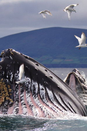 Wild Ireland: The Edge of the World