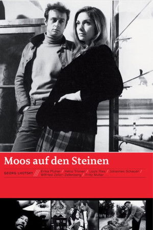 Moos auf den Steinen