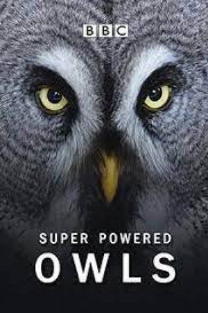 Super Powered Owls