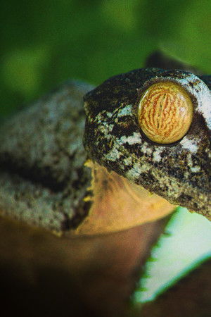 Madagascar's Weirdest