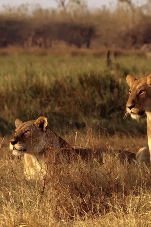 Africa's Predator Zones