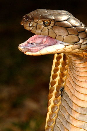 World's Deadliest Snakes