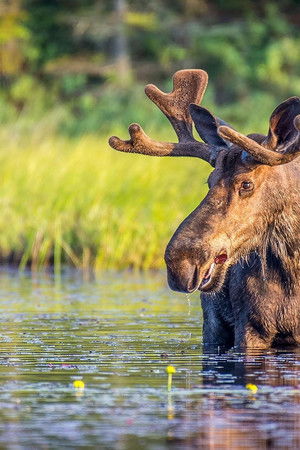 Autumnwatch New England