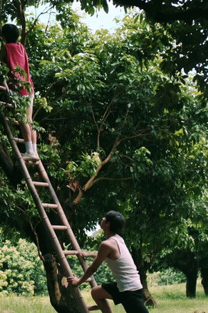 荔枝树下热烈岛