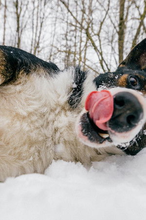 World's Funniest Animals