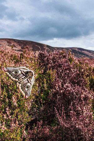 Scotland: A Year In The Wild