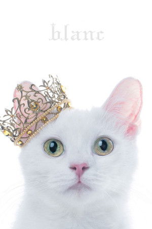 Aimer: Best Selection "blanc" (Limited Edition Bonus)