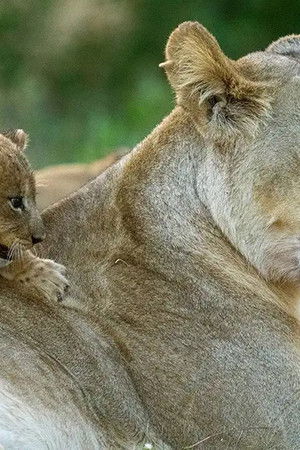 Big Cats, Small World