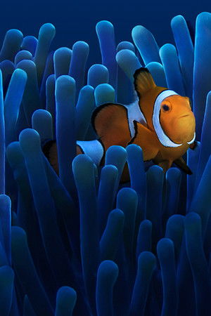 Australia's Ocean Odyssey: A journey down the East Australian Current