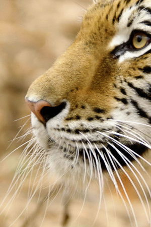 Vahşi Yolculuk Rusya