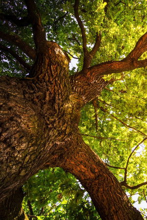 The Secret Life of Trees