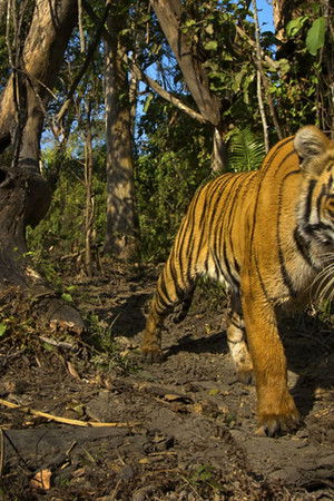 Lost Land of the Tiger