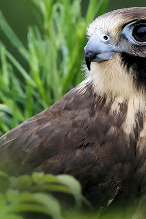 Wild Birds of Australia