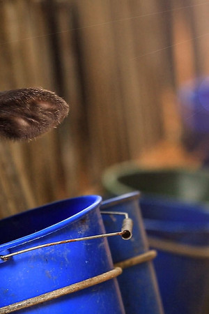 The Farmers' Country Showdown