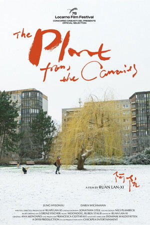 The Plant from the Canaries