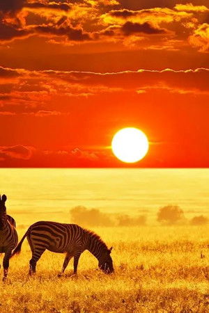 Predators Killing for a Living