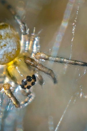 Nos chères bestioles