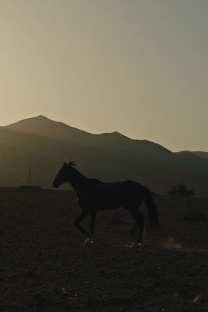 Pourquoi As-Tu Laissé le Cheval à sa Solitude?