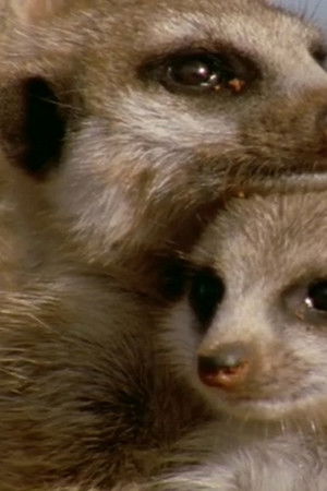 Animal Super Parents