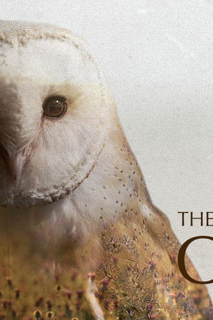 The Secret Life of Owls