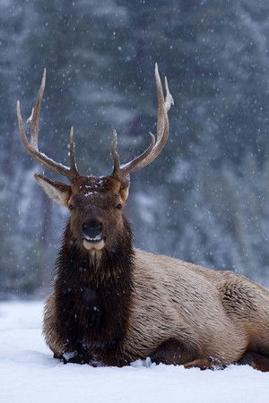 Great Yellowstone Thaw