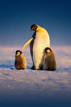 Penguenlerin Gizemli Dünyası