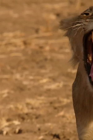 Lion Country: Night and Day