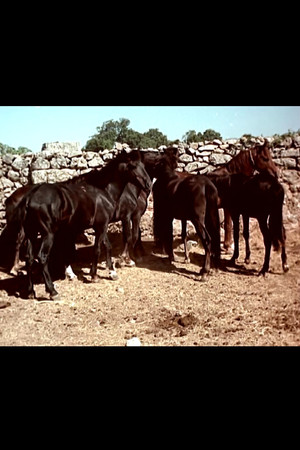 I cavallini della Giara