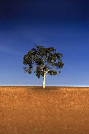 Who Do You Think You Are?