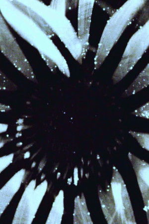 horses in the year of the dog