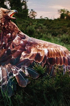 Vilde vidunderlige Danmark