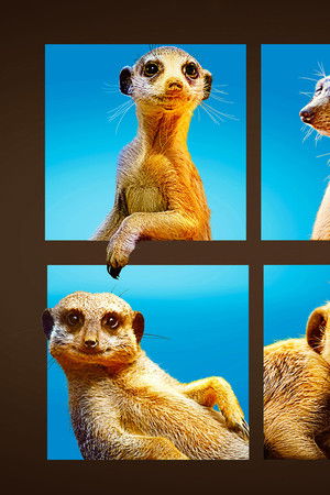 Meet The Meerkats
