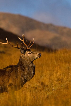 Highlands: Scotland's Wild Heart
