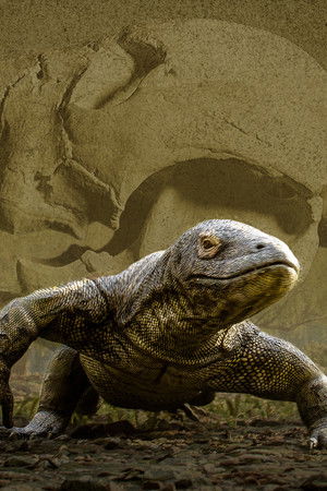 Megafauna: What Killed Australia's Giants?