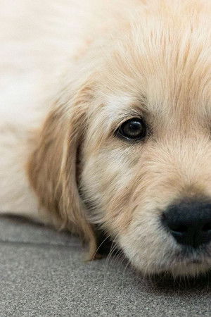 Puppy School for Guide Dogs