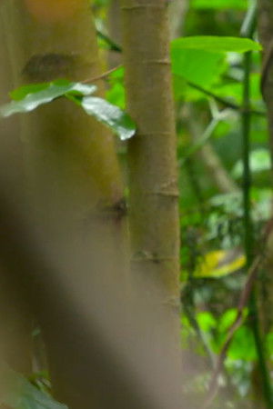 사운드 오브 뮤직: 음악의 탄생