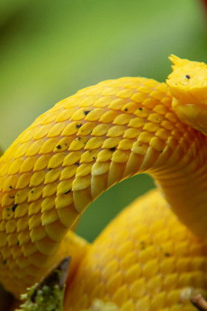 Wild Central America