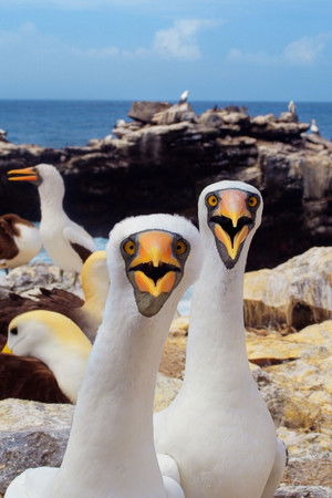 Galapagos 3D with David Attenborough