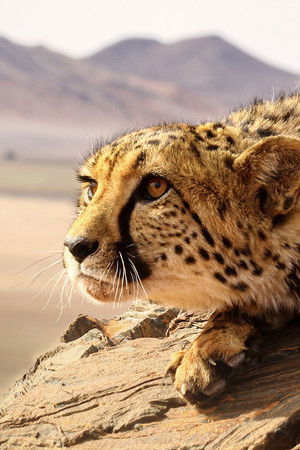 Big Cats: An Amazing Animal Family