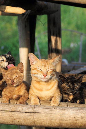 岩合光昭の世界ネコ歩き