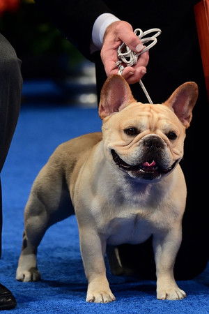 The National Dog Show