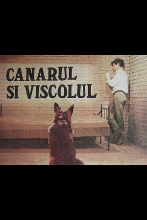 Canarul și viscolul