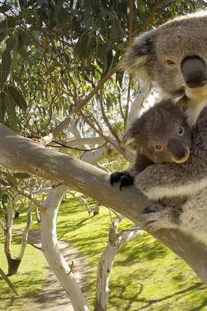 Secret Life of the Koala