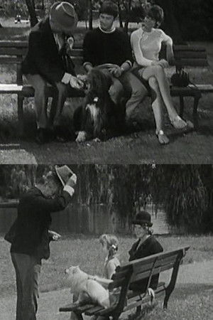 Alle Hunde lieben Theobald