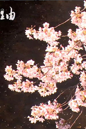 私はここに住む理由