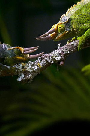 Règne animal, les jeux de l'amour