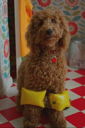 Waffle the Wonder Dog