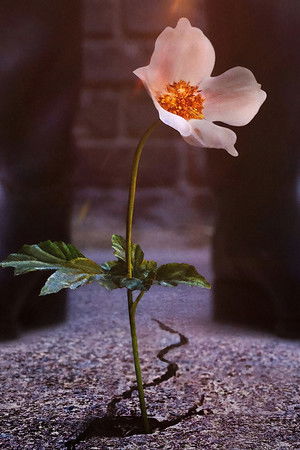 Yüksek Şatodaki Adam