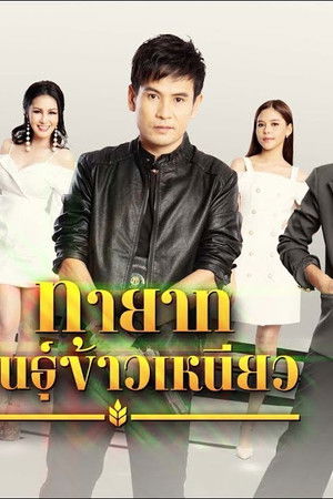 ทายาทพันธุ์ข้าวเหนียว