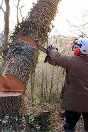 Tales From The Wild Wood